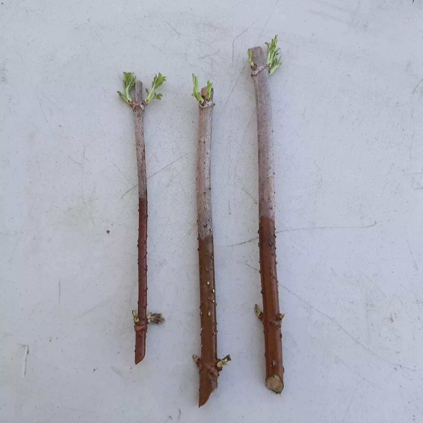 Elderberry Cutting Ranch – 3 Pack