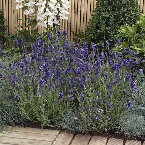 Ellagance Purple