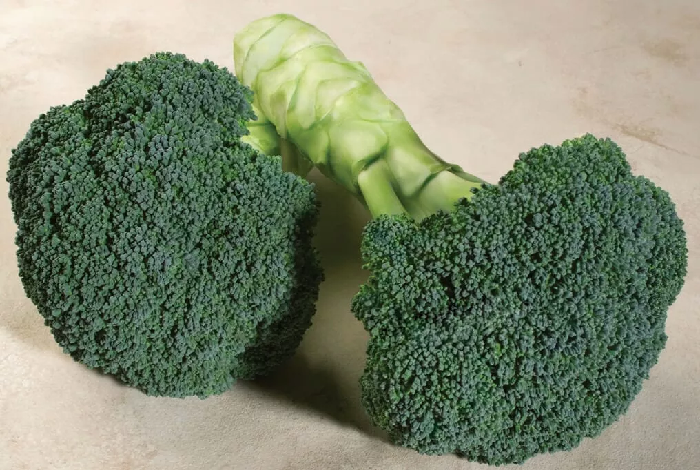 Emerald Crown Hybrid Broccoli F1