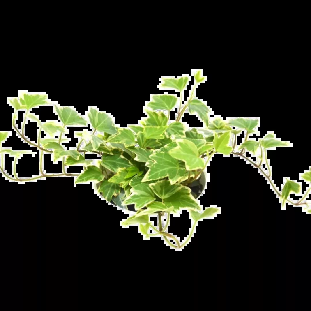 English Ivy 'Eva'