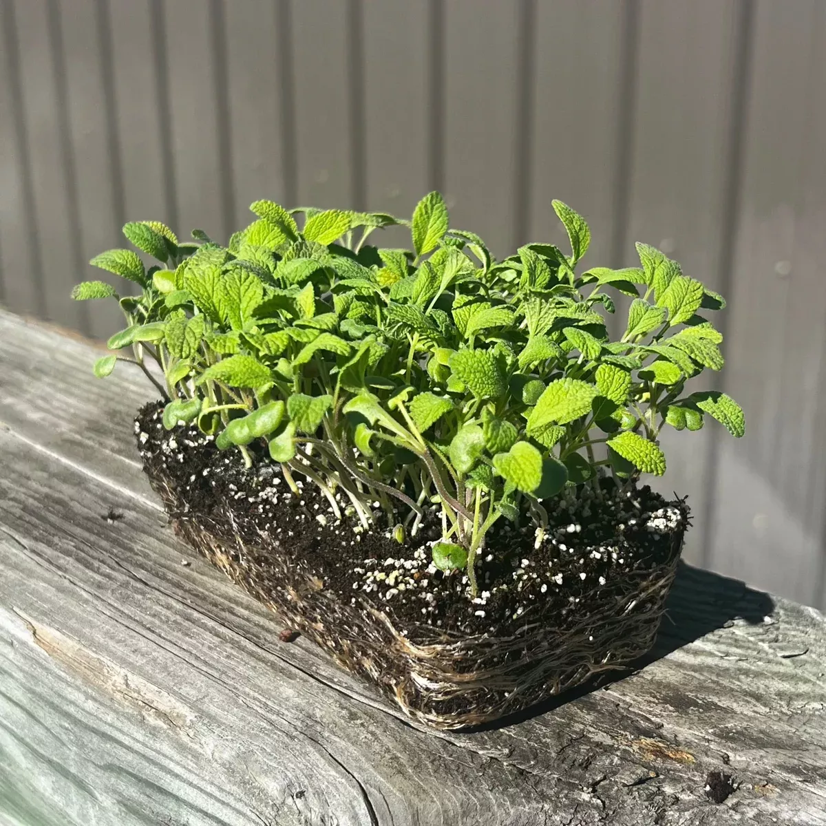 English Sage Microgreens