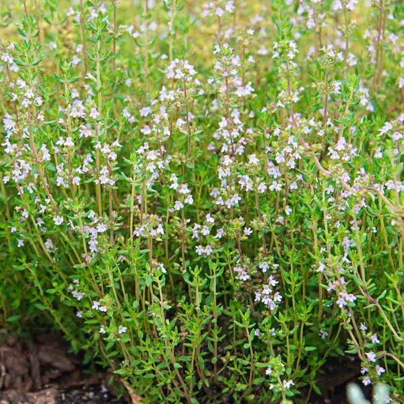 English Thyme