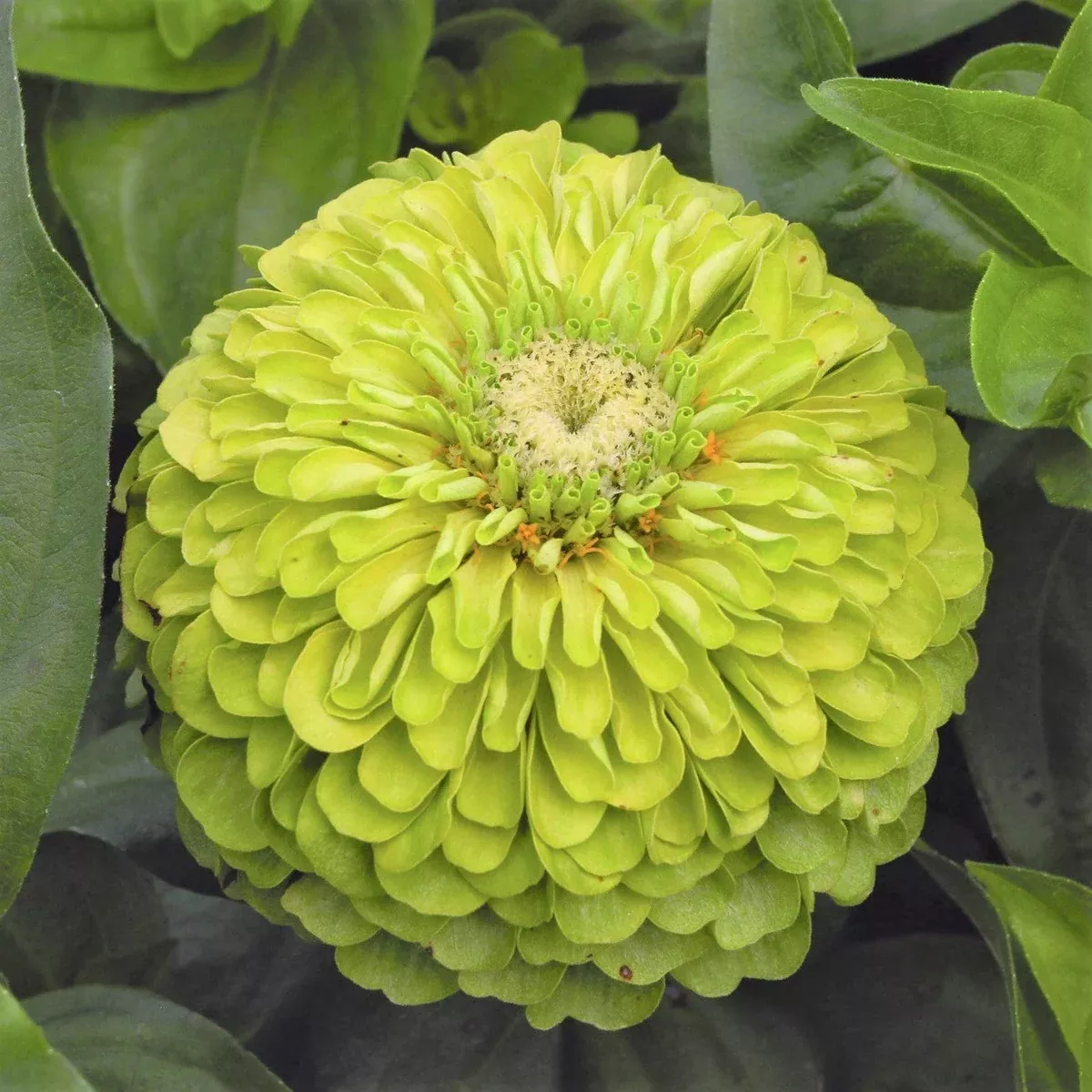 Envy Lime Green Zinnia