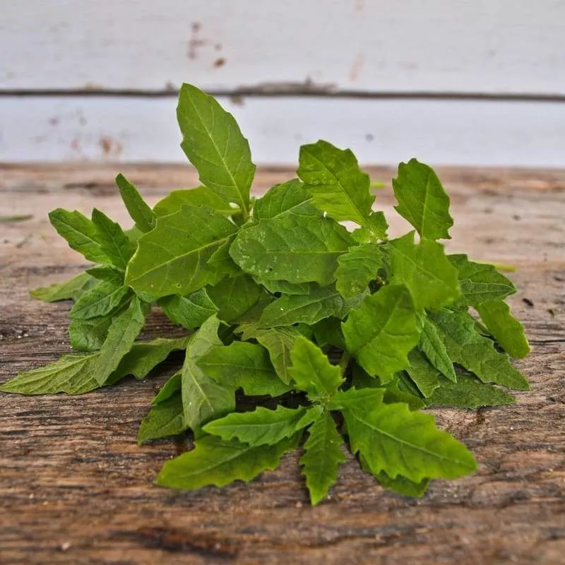 Epazote (Organic)