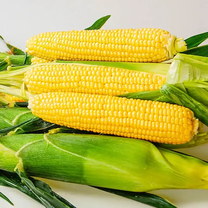 Equinox Sweet Corn Seeds