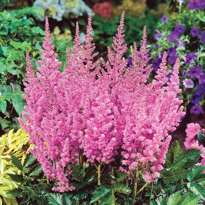 Europa Astilbe