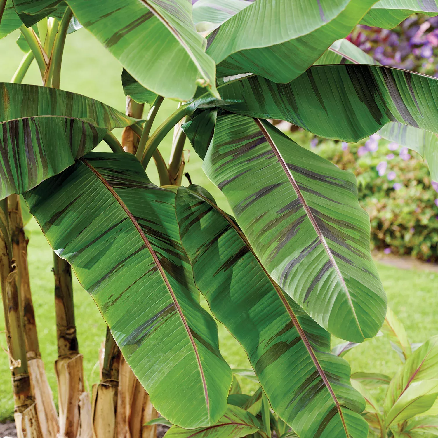 Ever Red Banana Tree