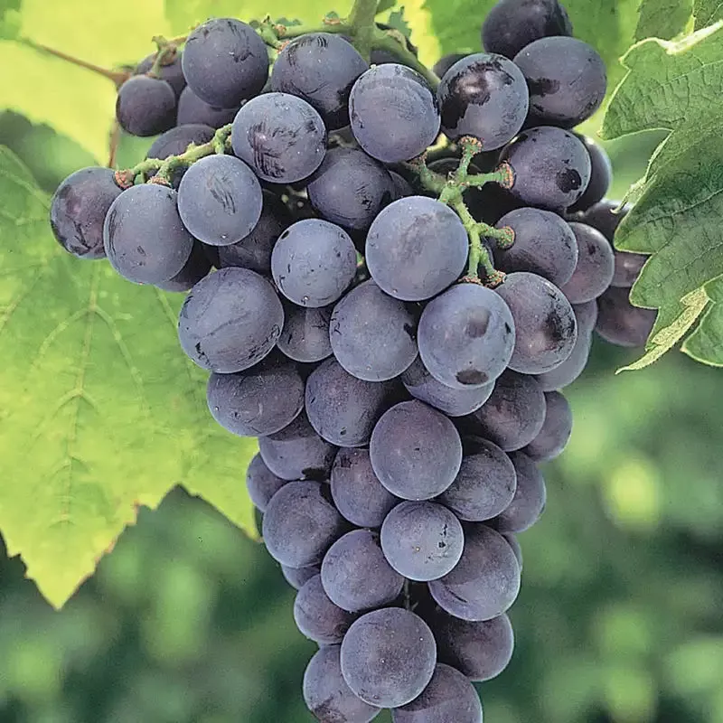 Everest Seedless™ Grape Vine