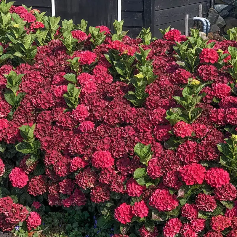 EverlastingCrimson Hydrangea