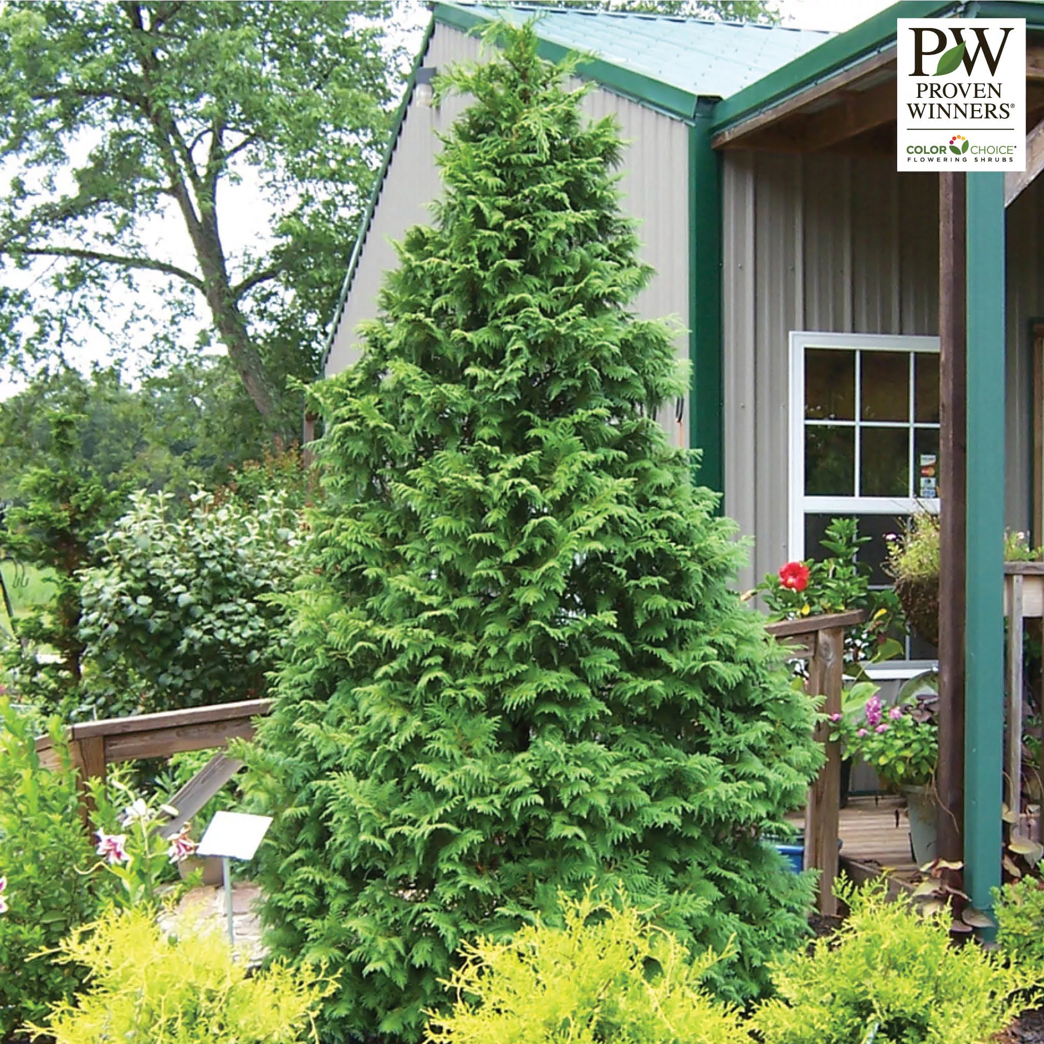 False Cypress, Soft Serve