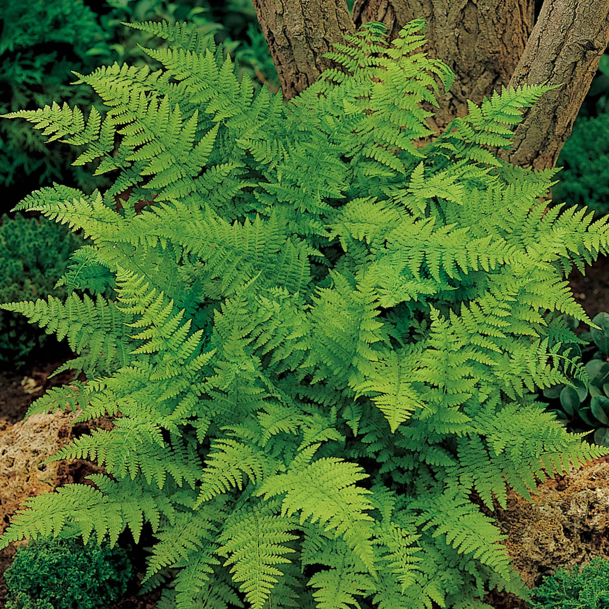 Fern, Lady