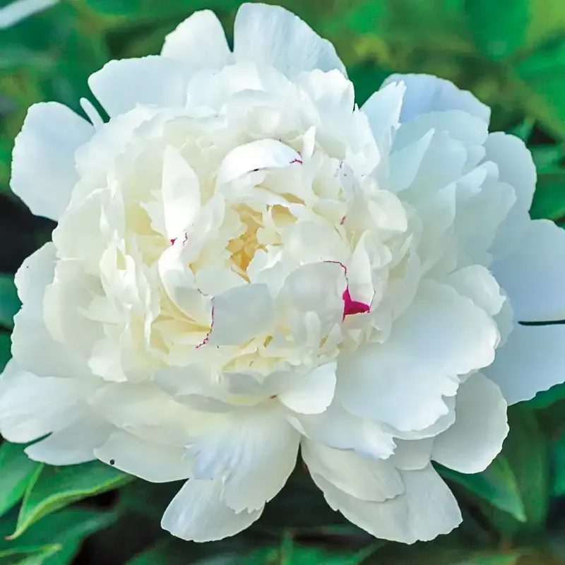 Festiva Maxima Peony