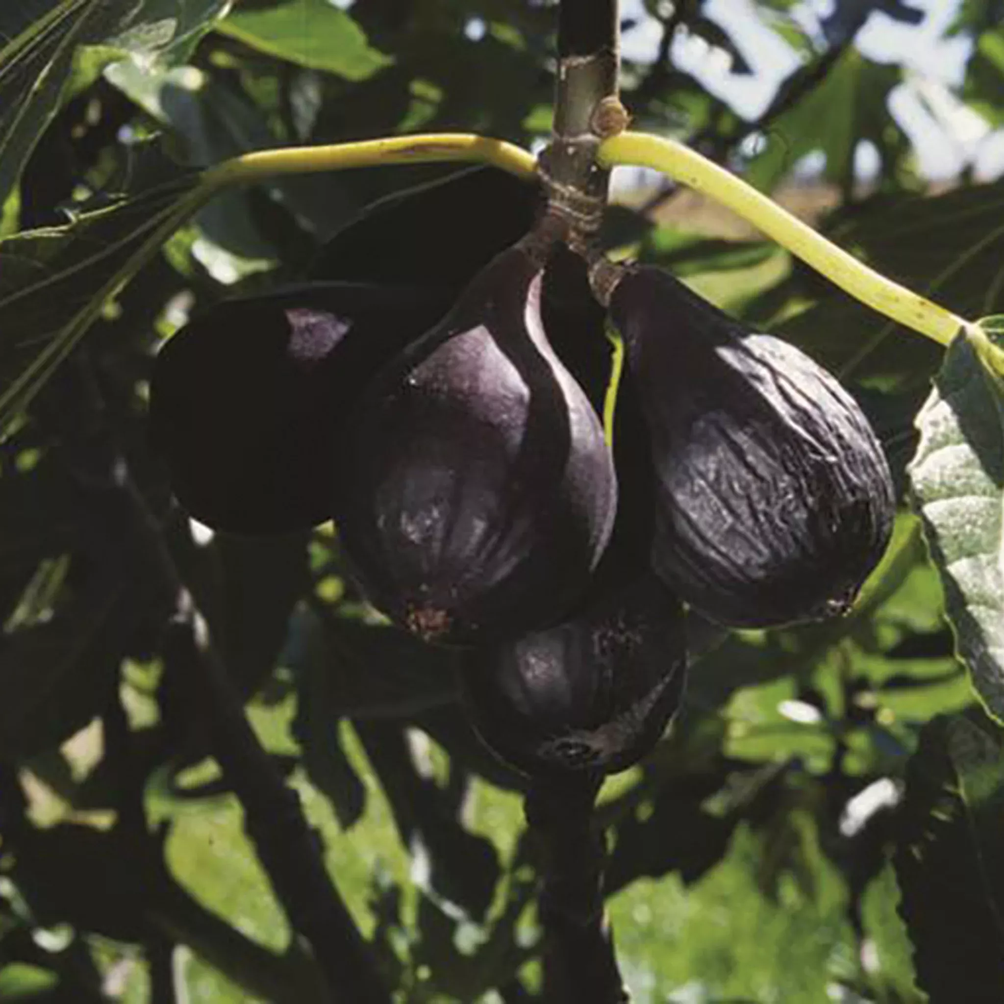 Fig, Dwarf, Negronne