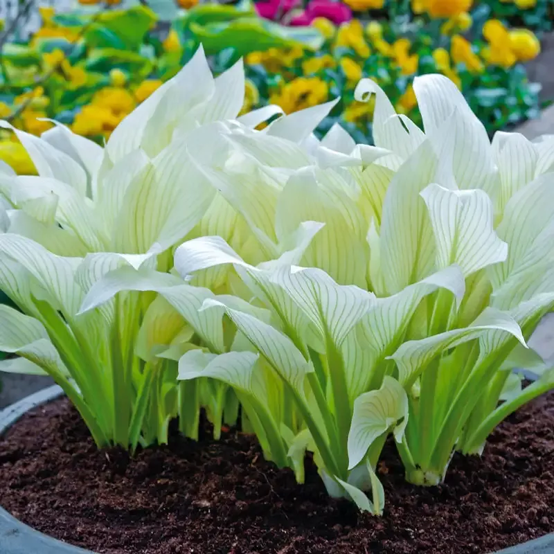 Filigree Hosta