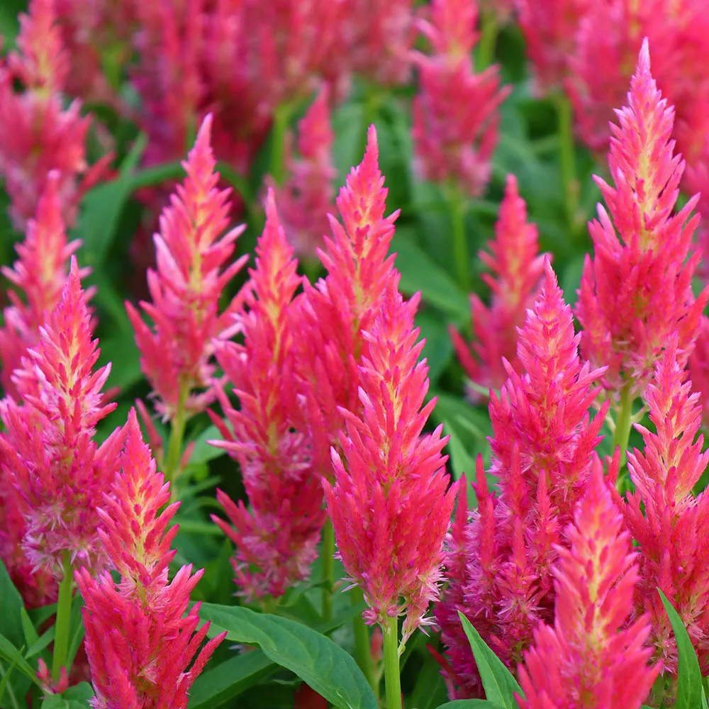 Flamma Pink
