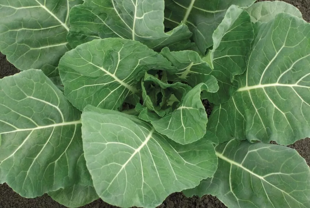 Flash Hybrid Collard F1