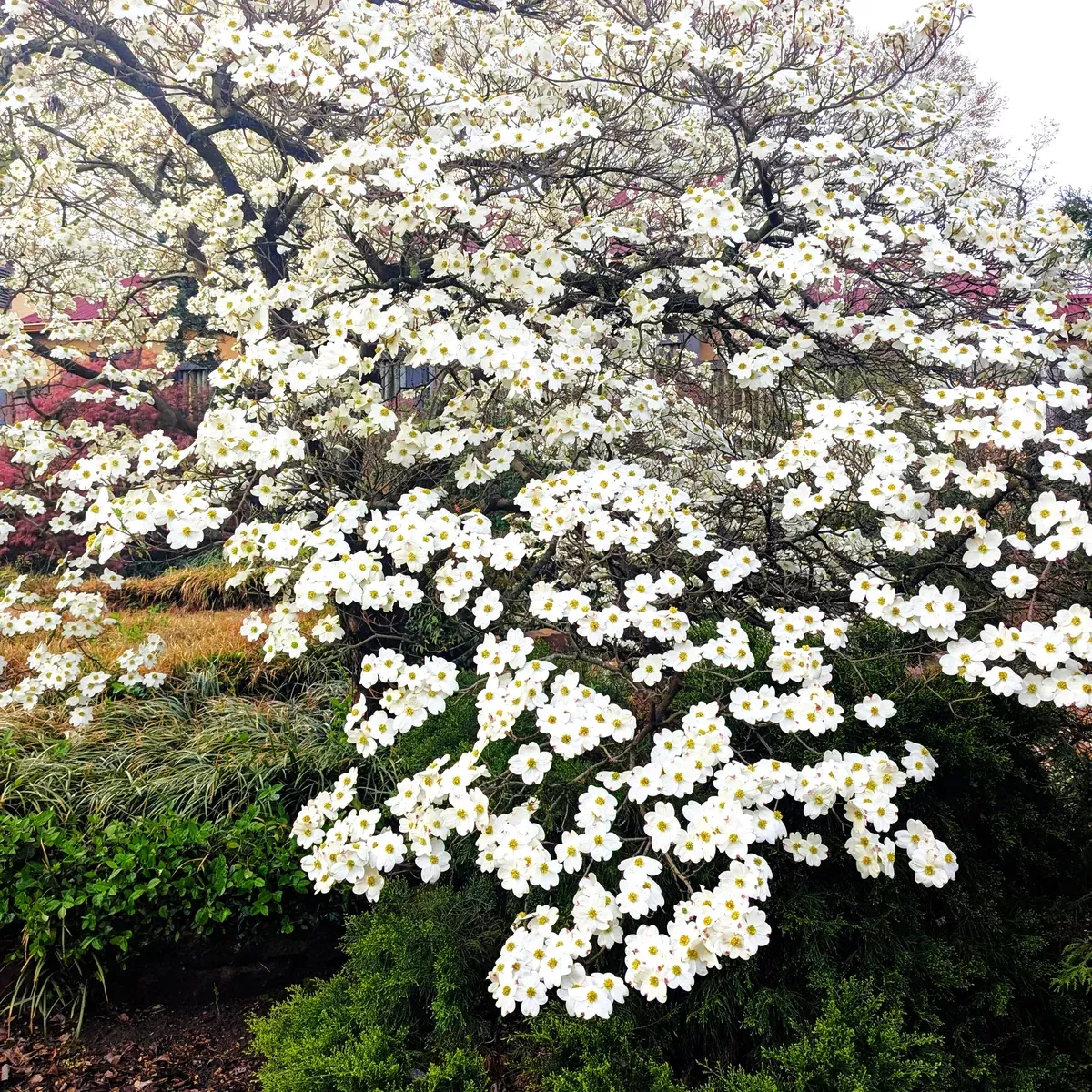 Flowering Dogwood Tree