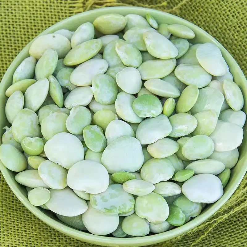 Fordhook 242 Lima Bean Seed