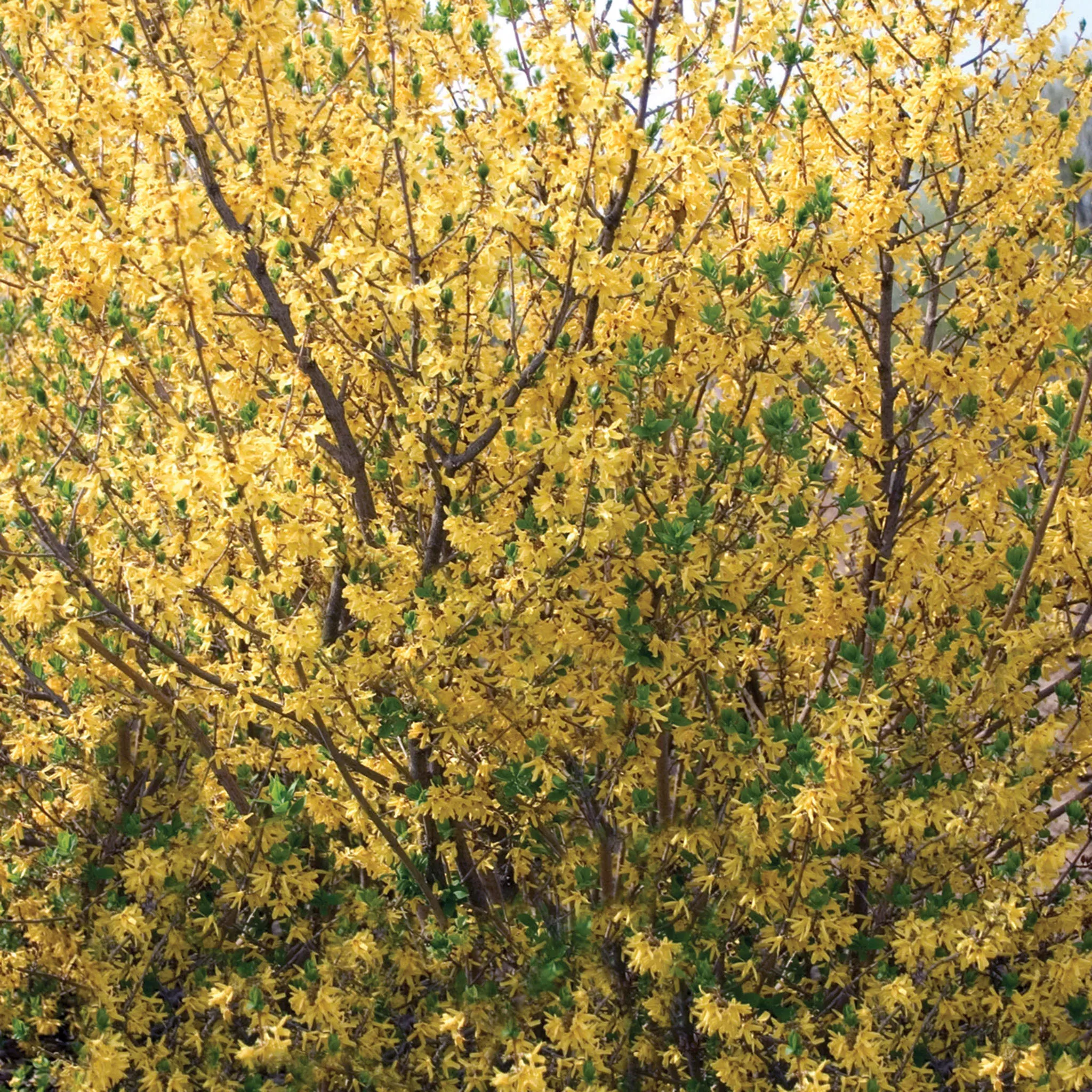 Forsythia, Meadowlark