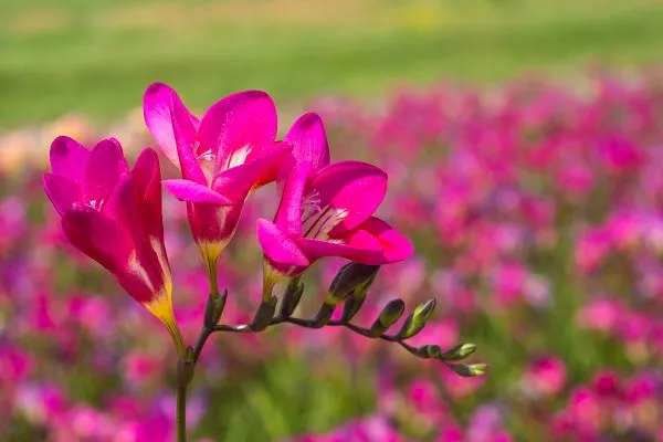Freesia Single Mixed
