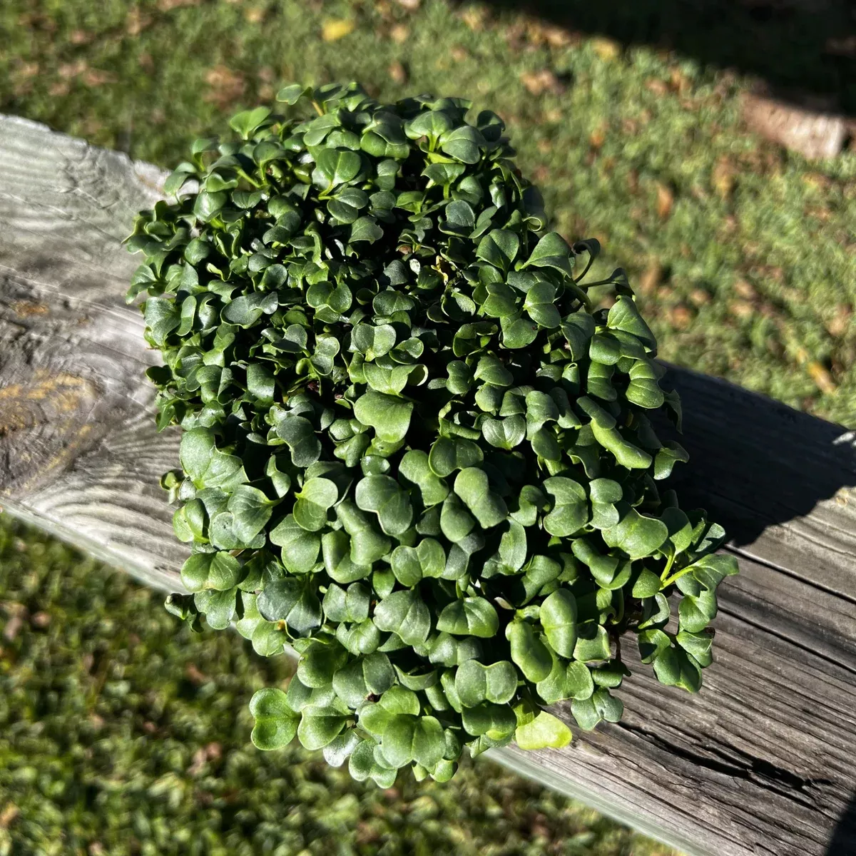 French Breakfast Radish Microgreens