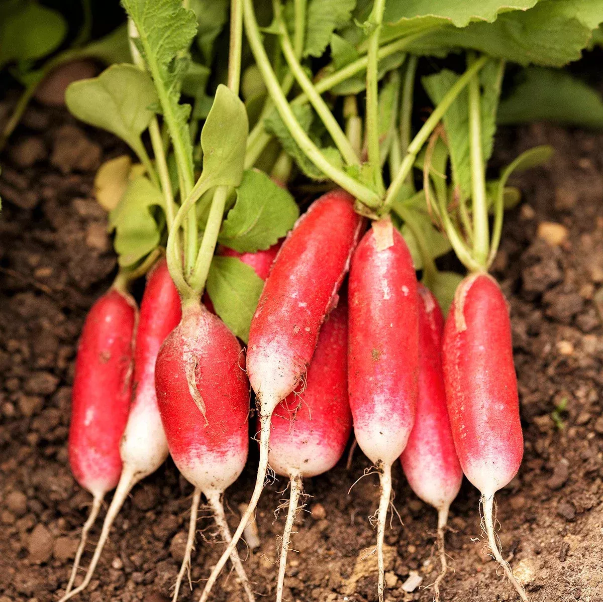 French Breakfast Radish