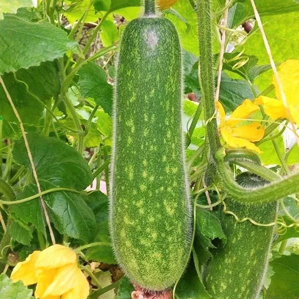 Fuzzy Hair Melon