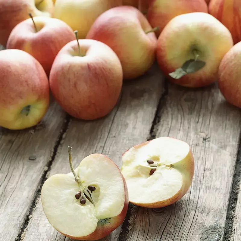 Gala Apple Tree
