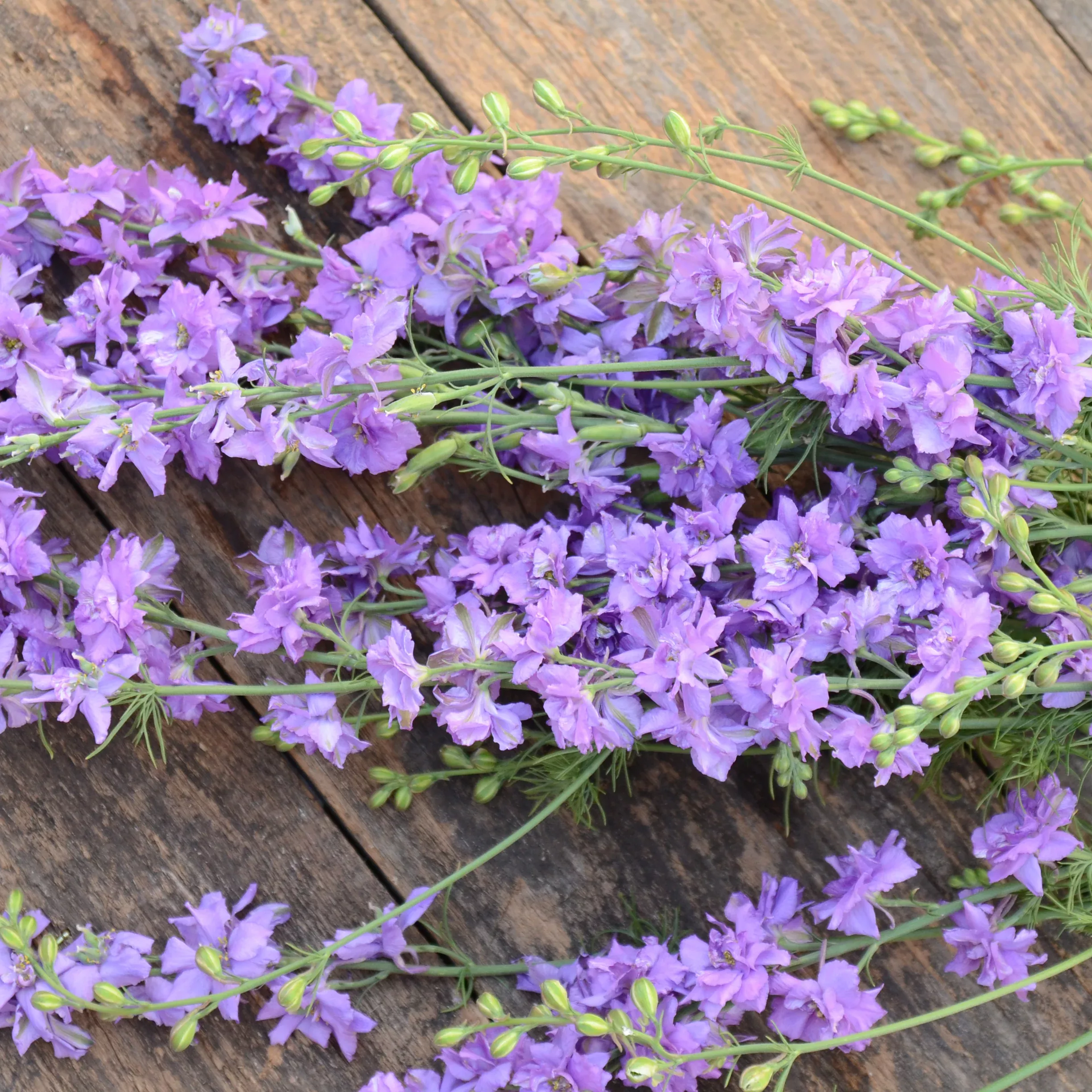 Galilee Lilac Larkspur
