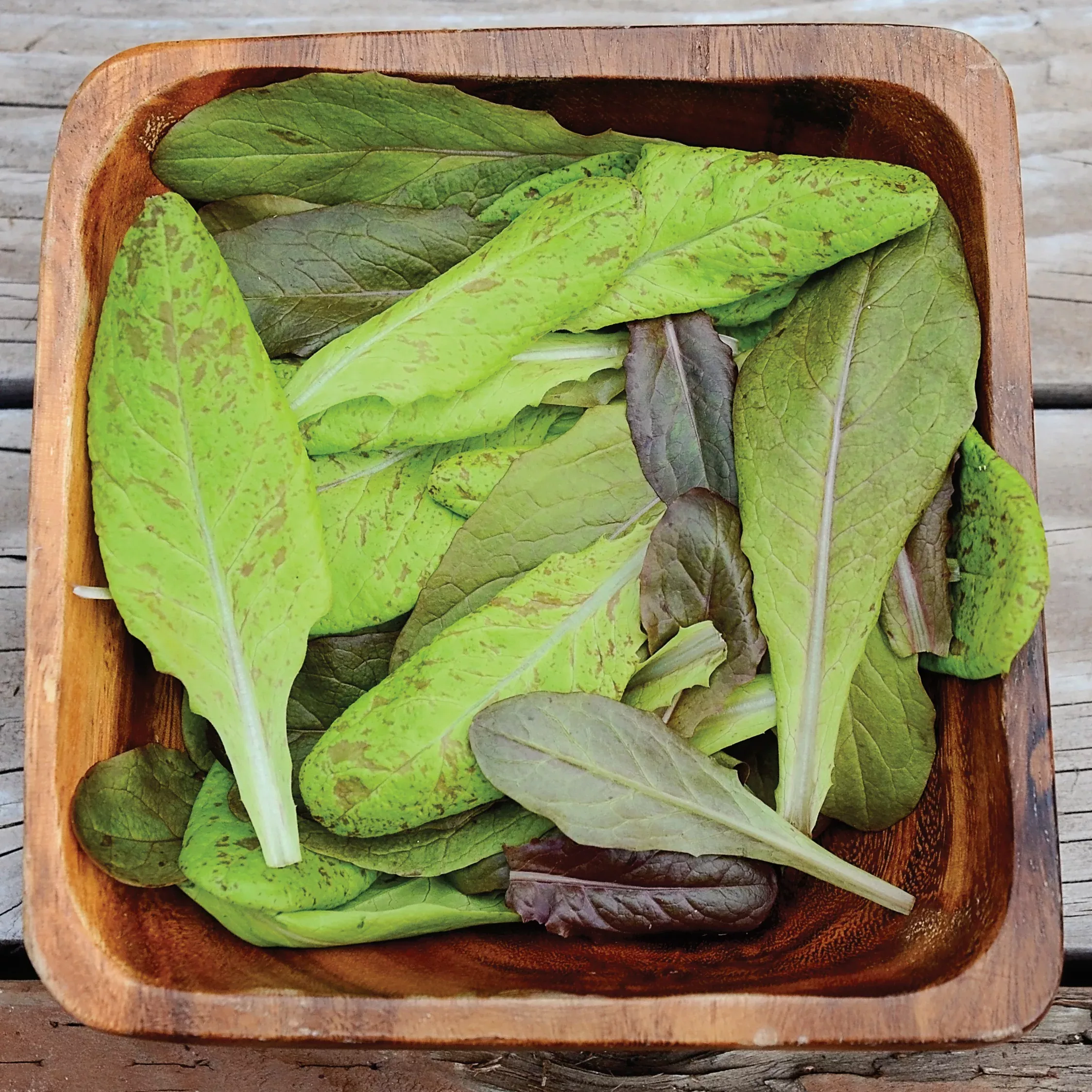 Garden Heirloom Blend Lettuce