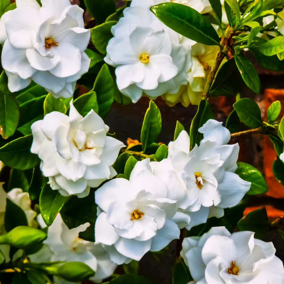 Gardenia