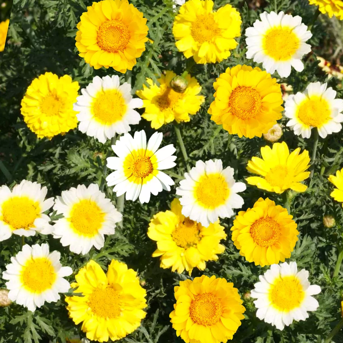 Garland Crown Daisy