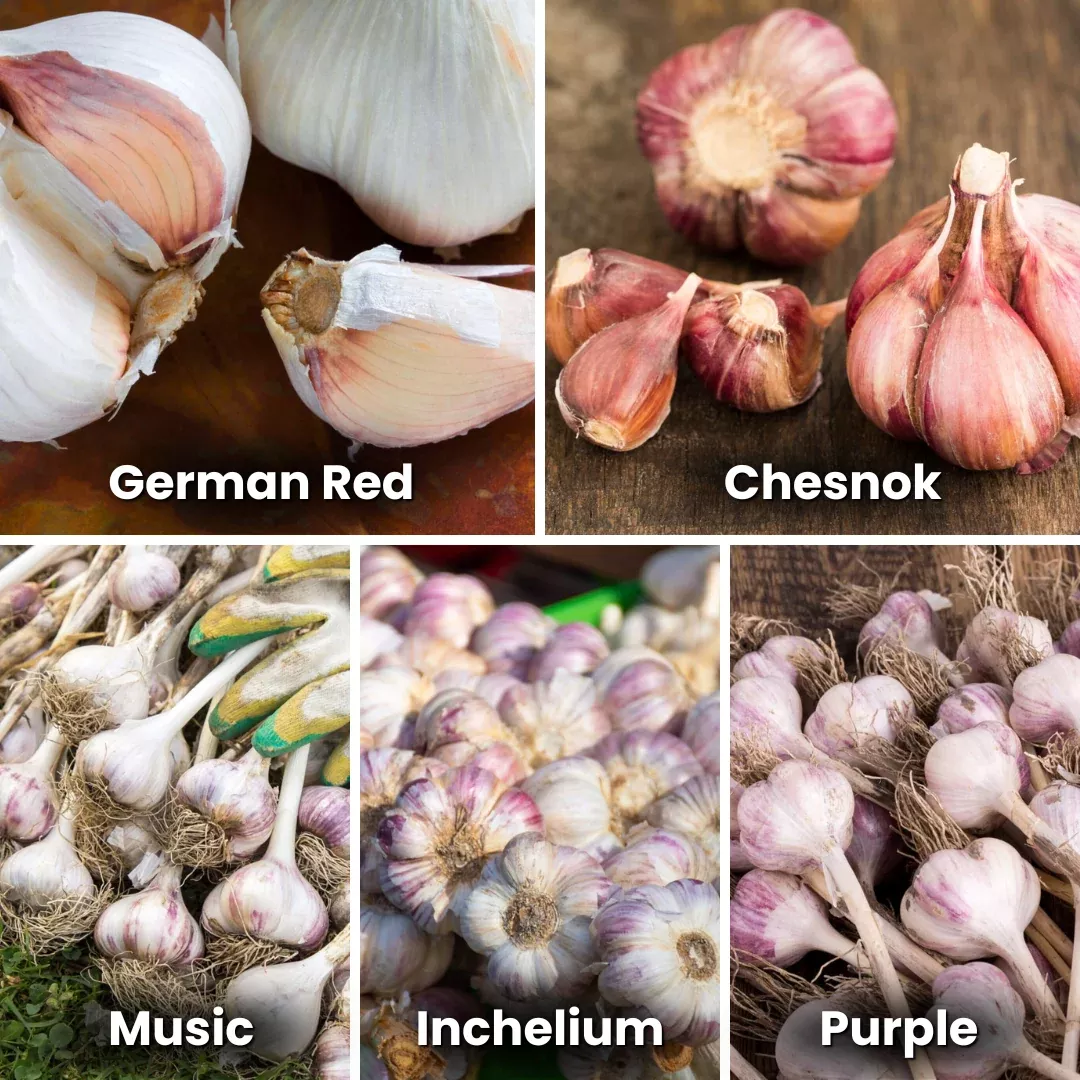 Garlic Bulb Bundle