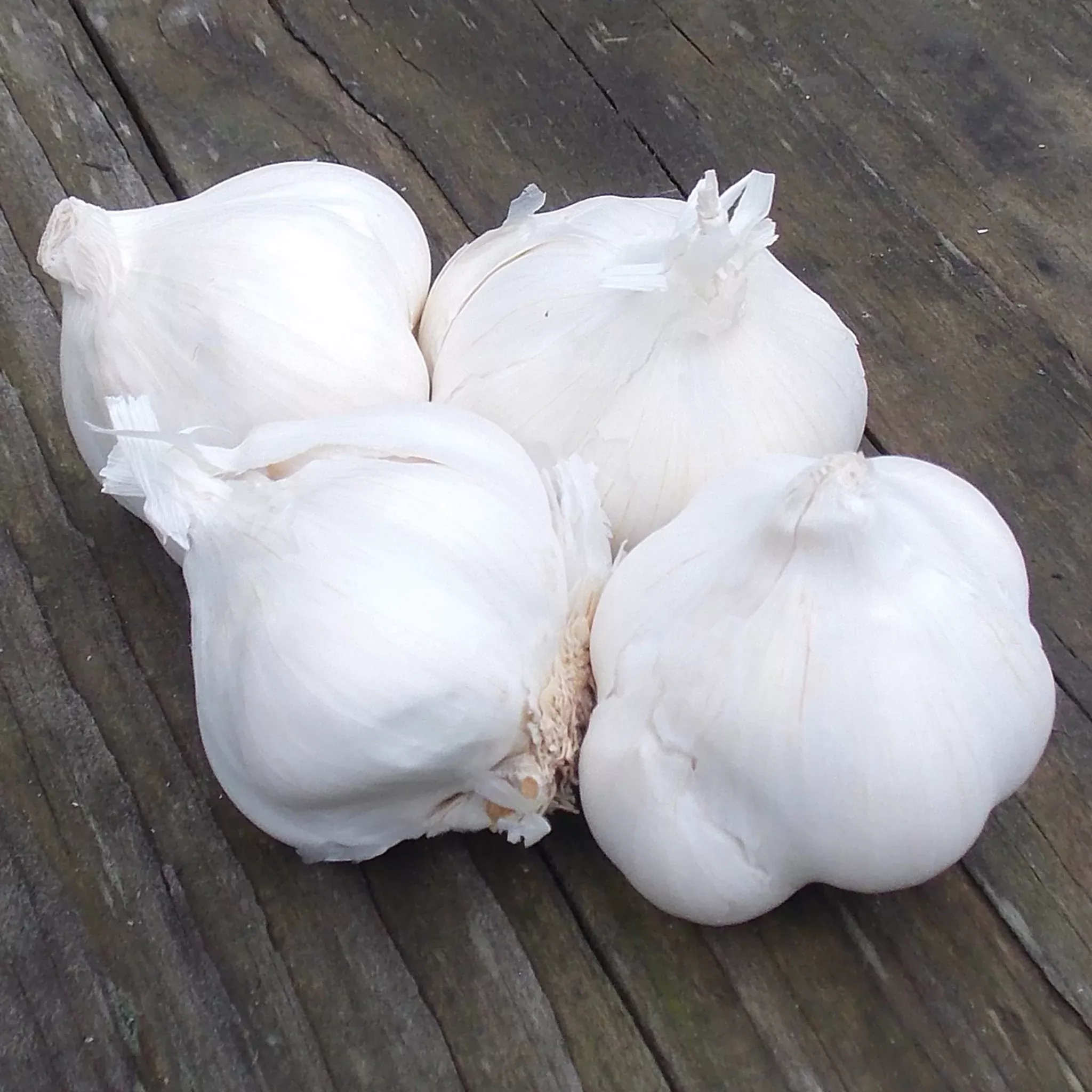 Garlic, Silver Rose, 1/2 Lb