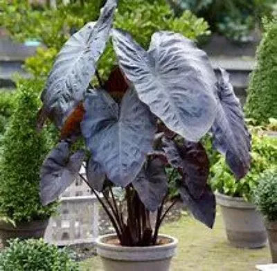 GC_ Diamond Head Elephant Ear Bulb
