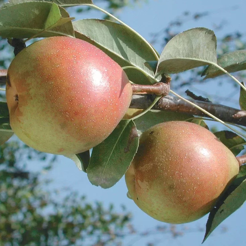 Gem Pear