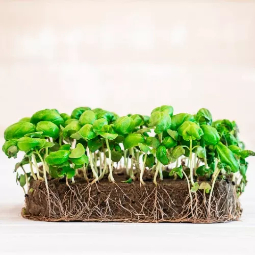 Genovese Basil Microgreens