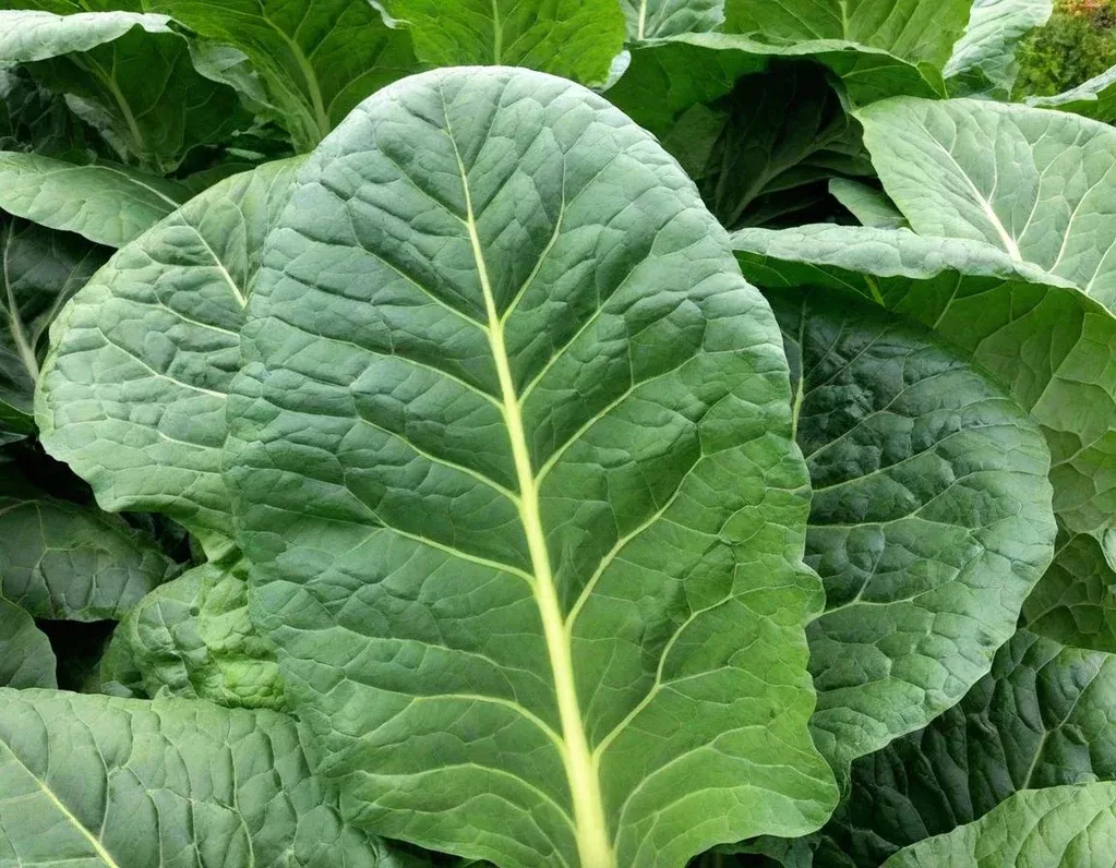 Georgia Southern Collards