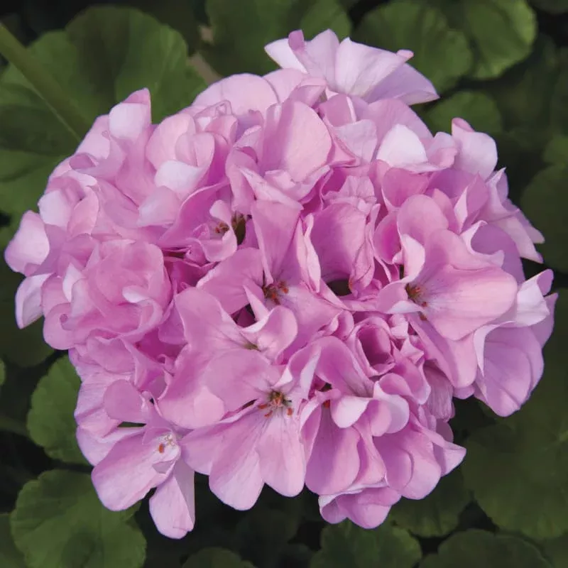 Geranium Maverick Quick Silver