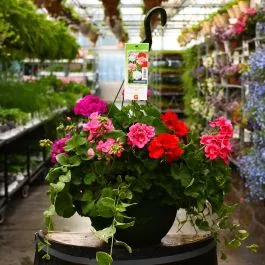 Geranium Mix Hanging Basket