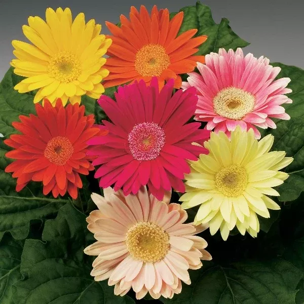 Gerbera Daisy_Assorted Colors