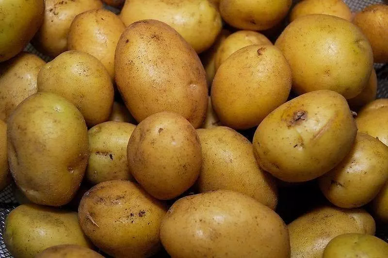 German Butterball Seed Potato
