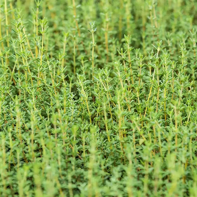 German Winter Thyme Seed