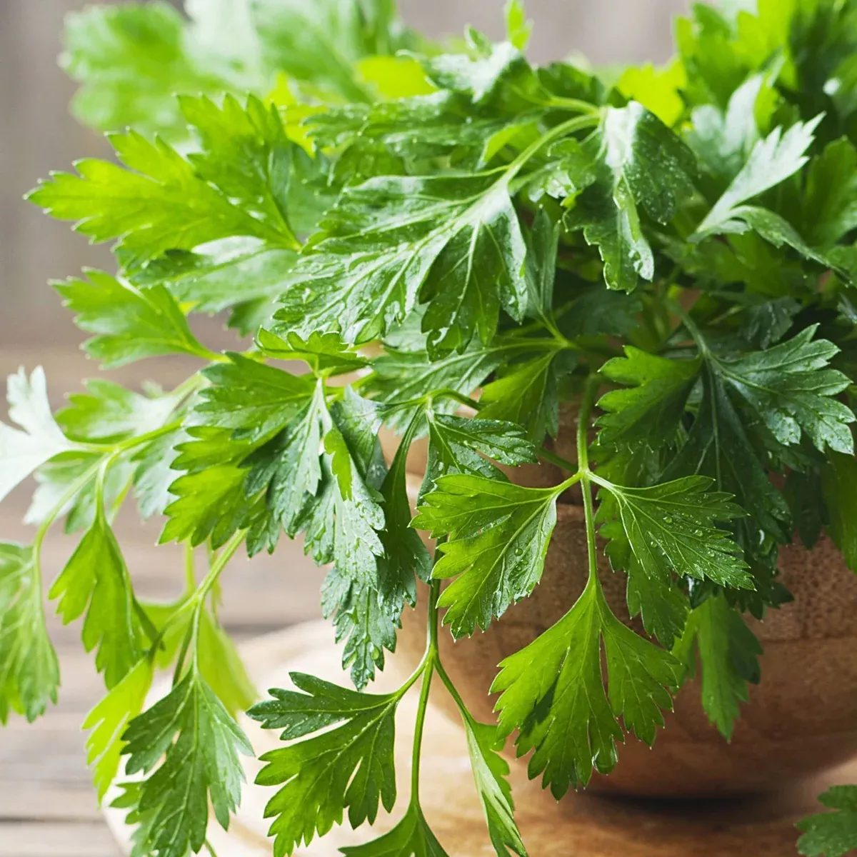 Giant Flat-Leaf Parsley
