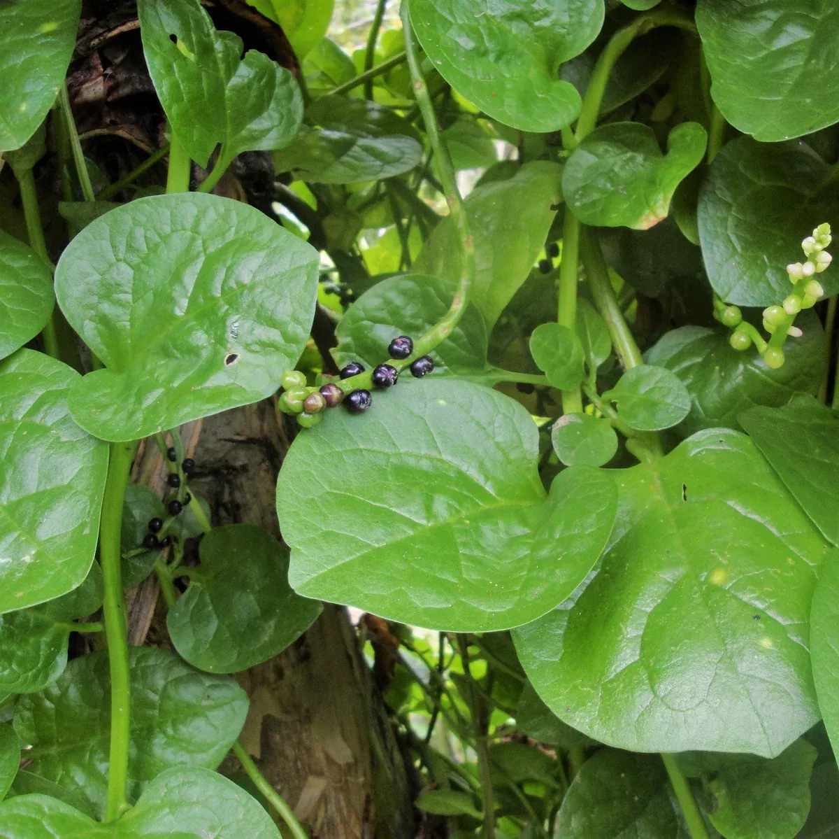 Giant Malabar Spinach
