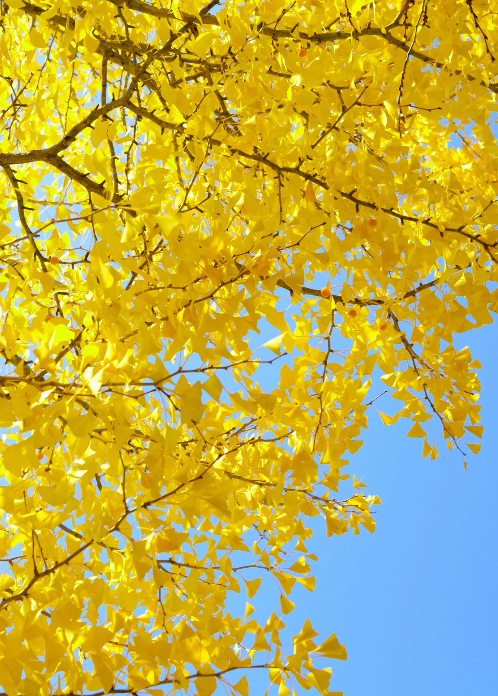 Ginkgo (Ginkgo biloba)