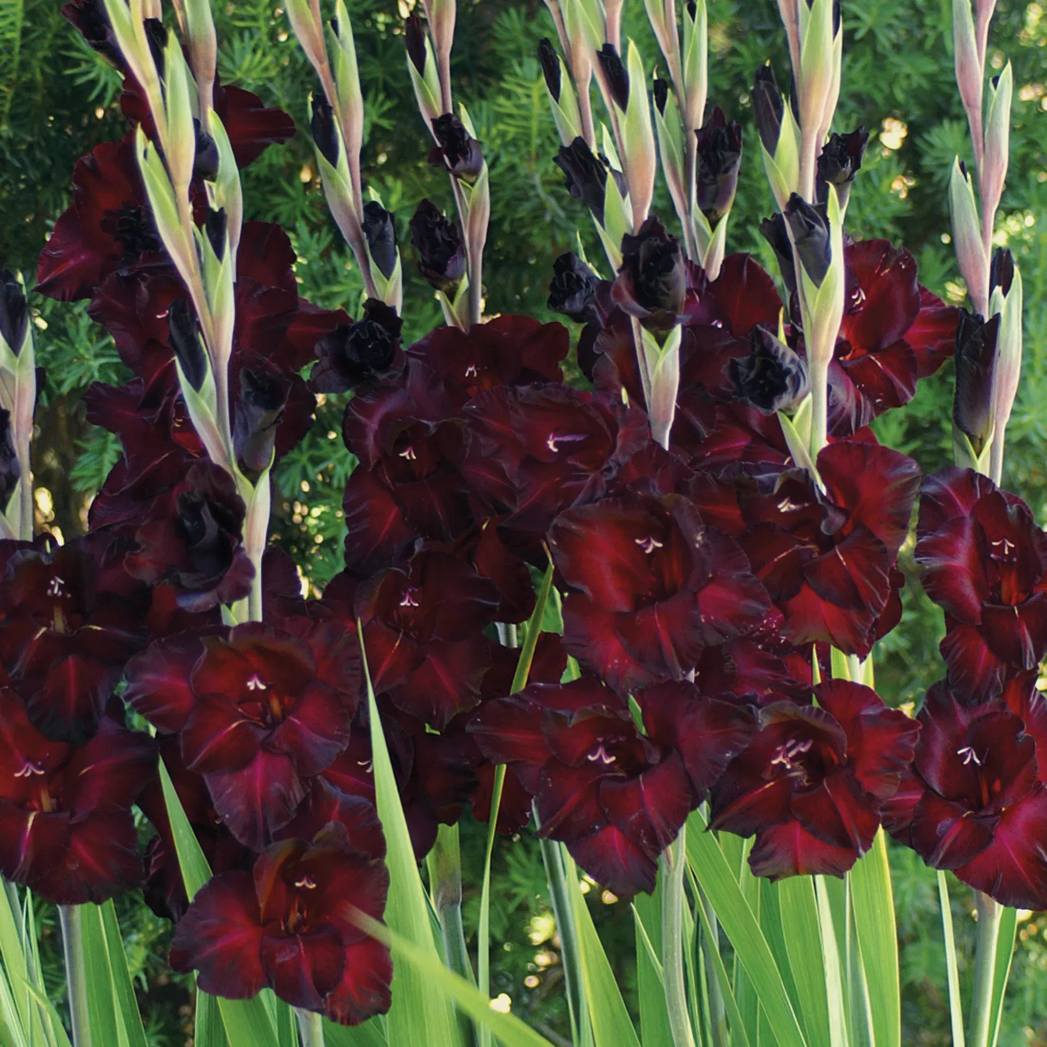 Gladiolus, Black Sea, Pack of 5