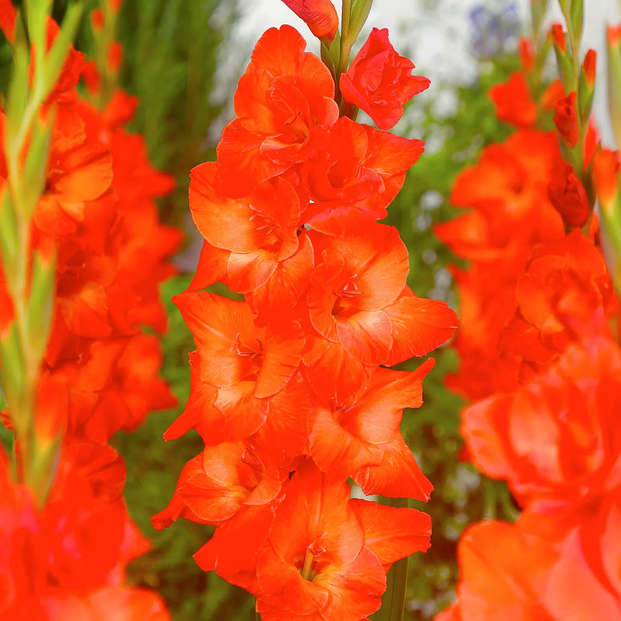 Gladiolus, Live Oak, Pack of 5