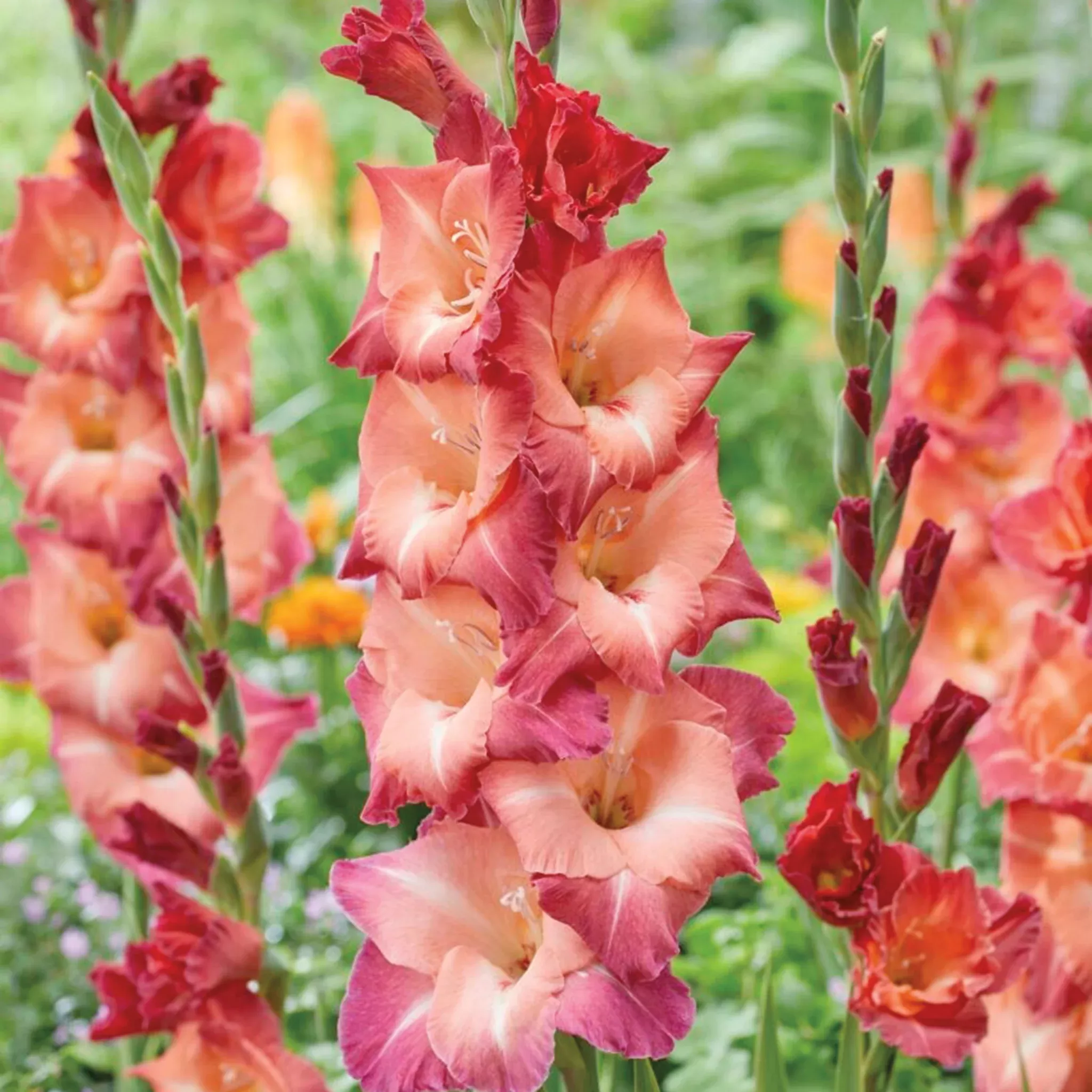 Gladiolus, Ocaso, Pack of 5