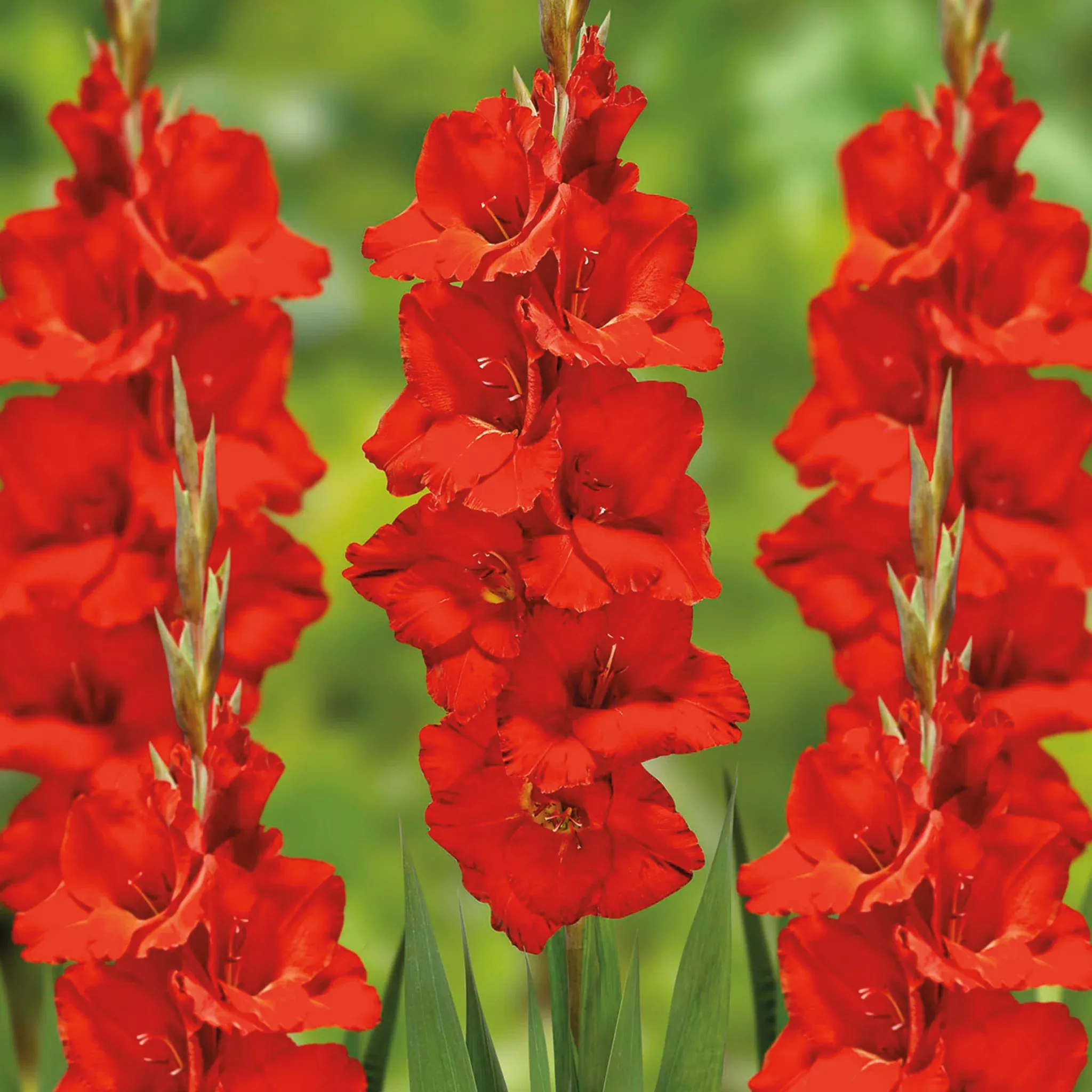 Gladiolus, Oscar, Pack of 5